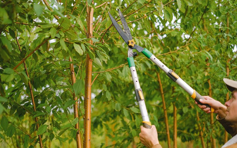 Tree trimming in Pompton Lakes, NJ